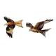 Red Kite Magnet Set - Red Kites - Red Kite Fridge Magnets -Red Kite Gift-Red Kite Gifts -Bird of Prey Magnet Bird of Prey Magnets B4a/20-JM