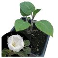 Angel s Trumpet Live Plant (Datura inoxia) 2.5 inch Pot - Moonflower Thorn Plant