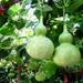 10 Martin Birdhouse Gourd Seeds Garden HEIRLOOM Organic NON-GMO Há»™t Báº§u