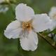 Philadelphus 'Belle Étoile' | Mock Orange |