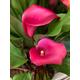 Pink Calla Lily (Zantedeschia Rehmannii) Corm To Plant Yourself (Free UK Postage)