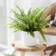 Nephrolepis Boston Fern - LARGE Plant with Contemporary White Pot