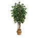 7 Sakaki Tree w/1862 Lvs in Natural Jute Planter w/Tassels