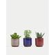 Moss & Sweetpea Set of 3 Artificial Mini Succulents in Pots - Green, Green