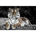 Ceanothe - Tableau sur verre tigre en observation 30x45 cm - Impression sur Verre - Image hd