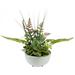 Northlight Seasonal 11.5" Potted Green Artificial Mixed Succulent Fern Plant Ceramic/Plastic | 11.5 H x 14.5 W x 9 D in | Wayfair 32037477