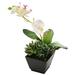 Northlight Seasonal 13" Potted Green & White Artificial Orchid w/ Succulent Plants | 13 H x 6.5 W x 9 D in | Wayfair 32037422