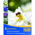 Bienenparadies, 20 Zwiebeln
