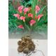 Zantedeschia Pink Giant (Arum) Lily Bulbs Size 22/24 Summer Flowering Perennial