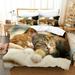 Pet cat quilt cover lovely comfortable and warm Cat Duvet Cover Queen Cute Cat 3D Digital Printing Bedding Set Soft Lightweight Microfiber Comforter Cover with Zipper Ties Cut