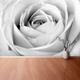 Rose Rose repositionierbar Wandbild | Tapete Weiße Rose, schwarzweiß Makro Vlies Vliestapete Vlies abnehmbar W#205