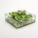 D&W Silks Green Echeveria in Square Aquarium Glass