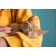 Online Essential Cat & Kitten Care Course | Wowcher