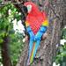 WEISIPU Resin Parrot Bird Statue Outdoor Garden Ornament Wall Tree Lawn Decoration