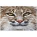 Dreamtimes Red Bobcat Female Oil Painting Style 1000 Piece Jigsaw Puzzle Wall Artwork Puzzle Games for Adults Teens 29.5 L X 19.7 W