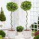 Pair of Corkscrew Standard Lollipop Spiral Bay Trees - Laurus nobilis Twisted Stem