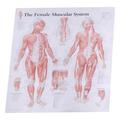 Posters Female Anatomy Schhol Suplies Muscle Chart Muscular Anatomical Chart Muscle Anatomy Chart