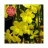 Javoy Plantes - Jasmin d'hiver - jasminum nudiflorum 1,5L