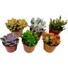 Plant In A Box - Mini Succulent - Mélange de 6 - Pot 5,5cm - Hauteur 5-10cm