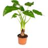 Oreille d'éléphant - Alocasia 'Cucullata' sur tige - Pot 12 cm - ↕ 50 cm