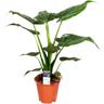 Alocasia 'Cucullata' - Oreille d'éléphant - Plante d'intérieur et pot de pépinière ⌀19 cm - ↕55-65