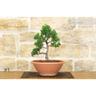Pollice Verde - Pre bonsai di Cipresso giapponese - Chamaecyparis Obtusa Nana - -
