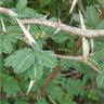 Acacia sphaerocephala - 160 - 180 cm