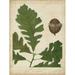 Oak Leaves and Acorns III Poster Print - John Torrey (24 x 36)