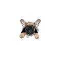 Autocollant de voiture auto arrière fenêtre chiot cassé fenêtre autocollants électrostatique 3d simulation bouledogue français voiture autocollants vinyle stickers