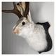 Jackalope Rabbit Wall Decor The Latest Legend of Antlers,Fake Rabbit Resin Art Wall Mount, Simulation Head Specimen Ornament