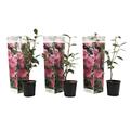 Plant in a Box Japanische Kamelie - Camellia Bonomiana 3er Set Höhe 25-40cm