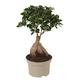 Plant in a Box Bonsai - Ficus Ginseng Topf Höhe 30-40cm