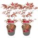Plant in a Box Japanischer Ahorn - Acer Atropurpureum 2er Set Höhe 80-90cm