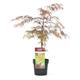 Plant in a Box Japanischer Ahorn - Acer palmatum Garnet Höhe 60-70cm