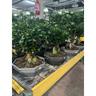 Bonsai Ficus Ginseng