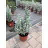 Atriplex Nummularifolia Silver Holly