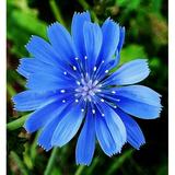 1001+CHICORY Flower Seed Organic Natural Herbal Tea Coffeeweed Edible Wildflower