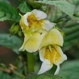 Impatiens scabrida | Jewelweed | 10_Seeds