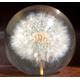 Wonderful Resin Encased Dandelion Clock Paperweight Hafod Grange Wales 1991