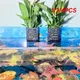 1/2/4PCS Flowerpot Innovative Easy To Install Unique Hanger Aquatic Plant Stand Popular Aquarium