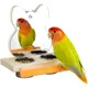 Mini Parrots Mirror With Feeder Cups Bowl Wooden Birds Interactive Self-happy Toy Puzzle Toy Bird