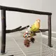 Bird Perch Stand With Pine Cones And Rope Parrot Chewing Toys Perch Stand Accessories For Lovebirds