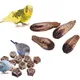 Pet Parrot Natural Grinding Toys Chew Toys Dried Fruit Blocks Home Decoration For Relieve Boredom