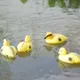 5Pcs Floating Duck Ducklings Fish Pond Ornament Plastic Decoy Mallard Lifesize