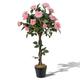 COSTWAY 3FT/4FT Artificial Rose Tree, Realistic Fake Flower Trees with Nursery Pot, Decorative Faux Floral Potted Plant for Home Office Porch (Pink Rose, 90cm) (1, Pink Rose, 90cm)