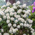 Rhododendron Hecke, 6 Pflanzen