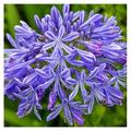 3 Bareroot Blue Agapanthus/ Lily of The Nile