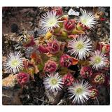 Mesembryanthemum crystallinum | Ice Plant | Crystalline Iceplant | 100_Seeds