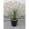 Yucca rostrata vaso 23 cm h70cm foto reale