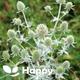 Silver Sea Holly - 80 seeds - Eryngium Planum
